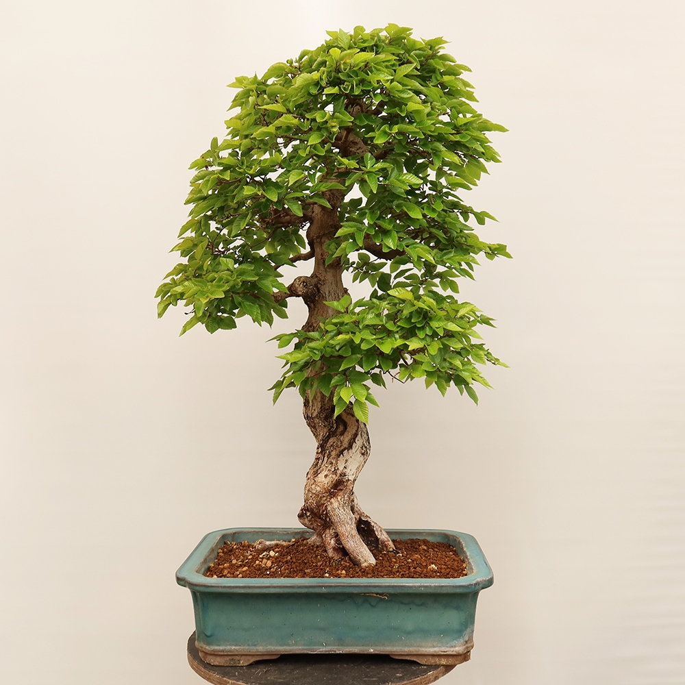 Outdoor bonsai - Carpinus Coreana - Korean hornbeam