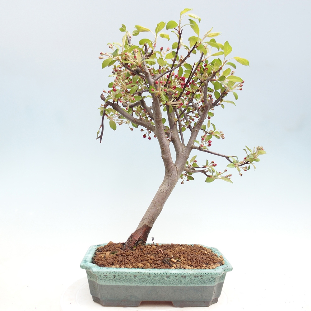 Outdoor bonsai -Malus domestica - Small-fruited red-leaved apple tree