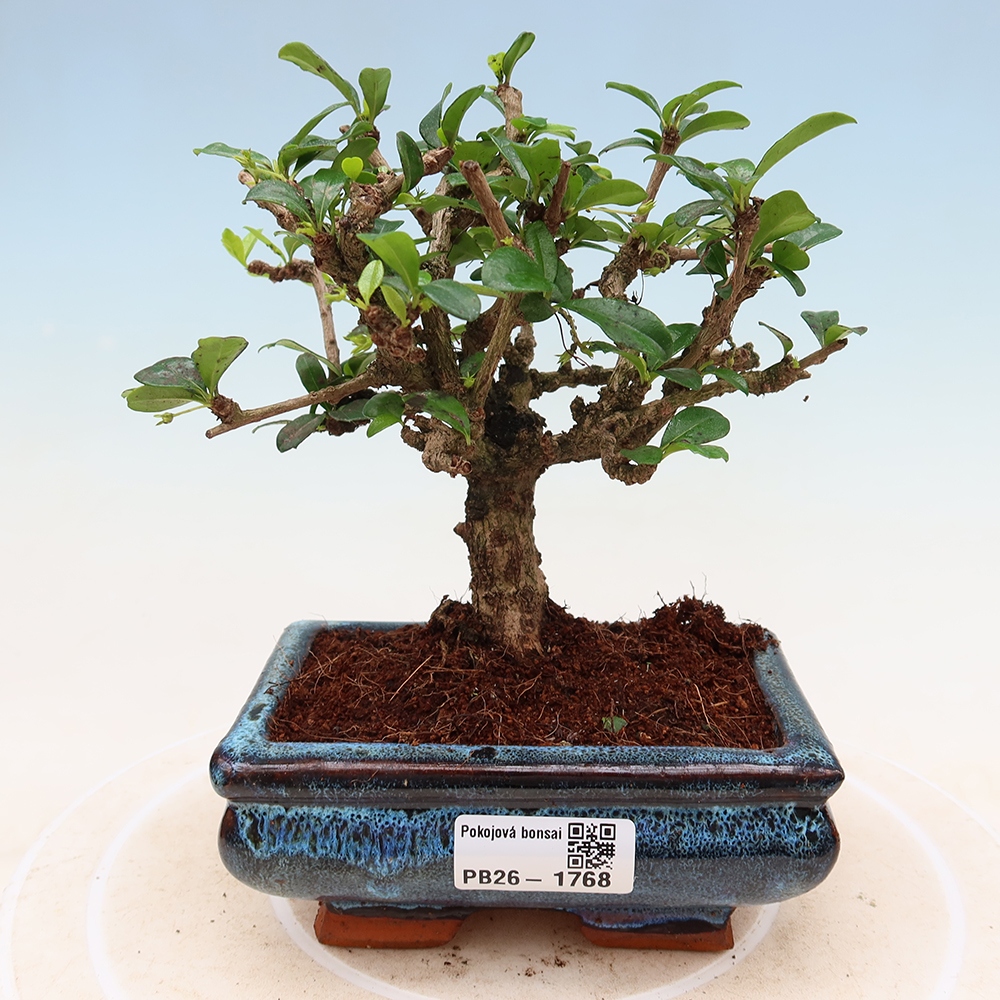 Room bonsai - Carmona macrophylla - Tea fuki