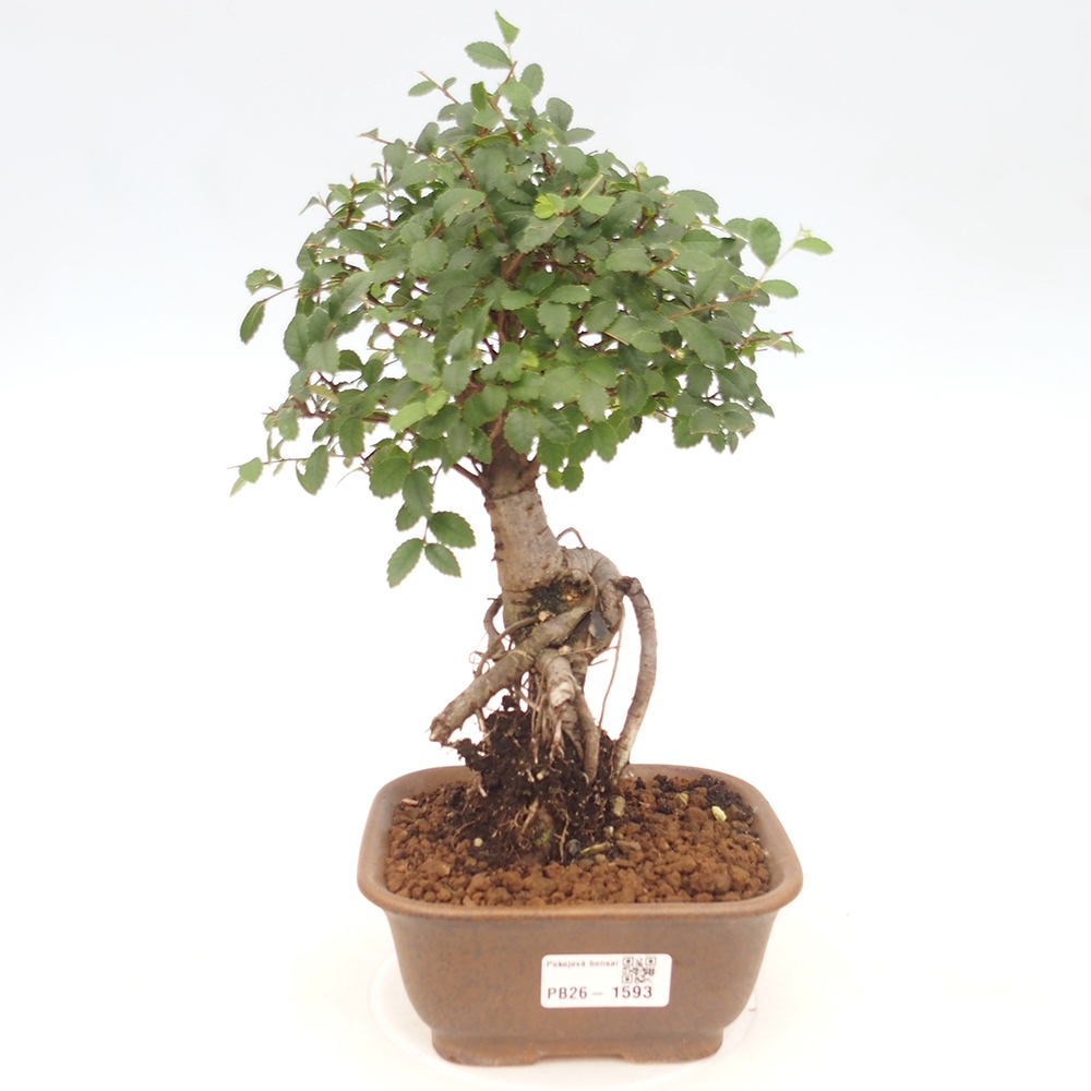 Room bonsai - Ulmus parvifolia - Small-leaved elm