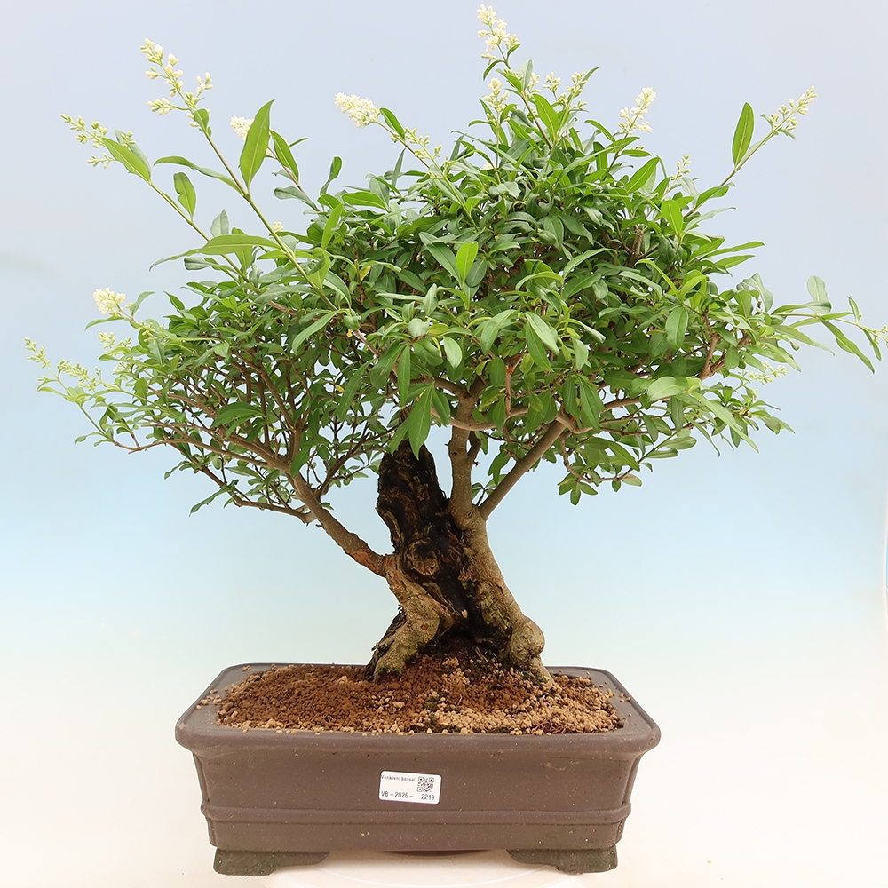 Outdoor bonsai - Ligustrum vulgare - Birds Beak