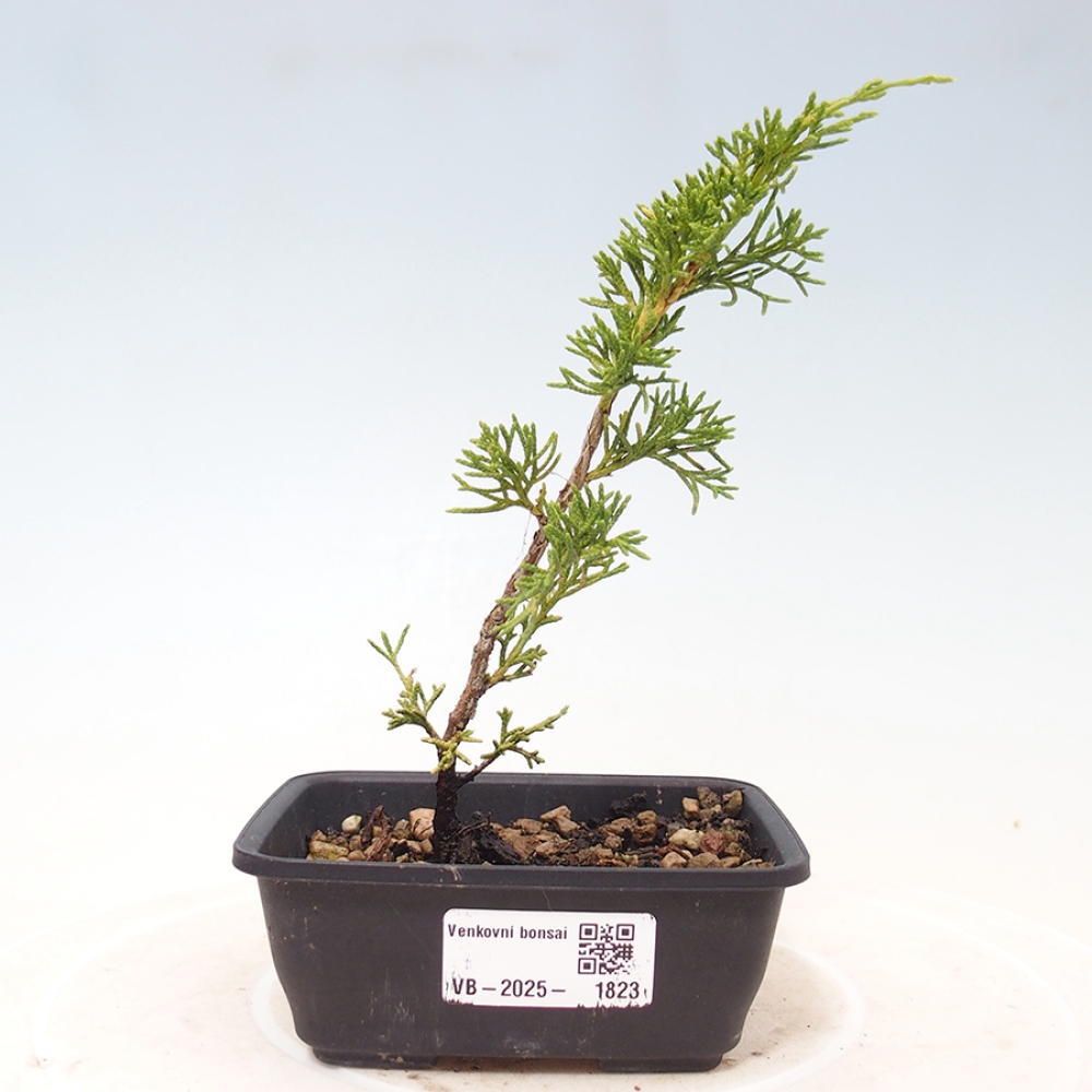 Outdoor bonsai - Juniperus chinensis Itoigawa - Chinese juniper