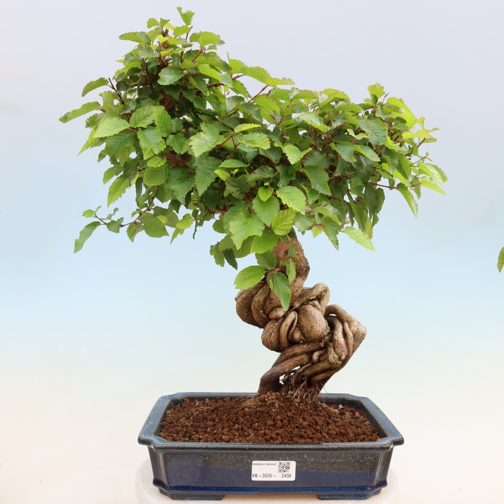 Outdoor bonsai -Carpinus coreana - Korean Hornbeam
