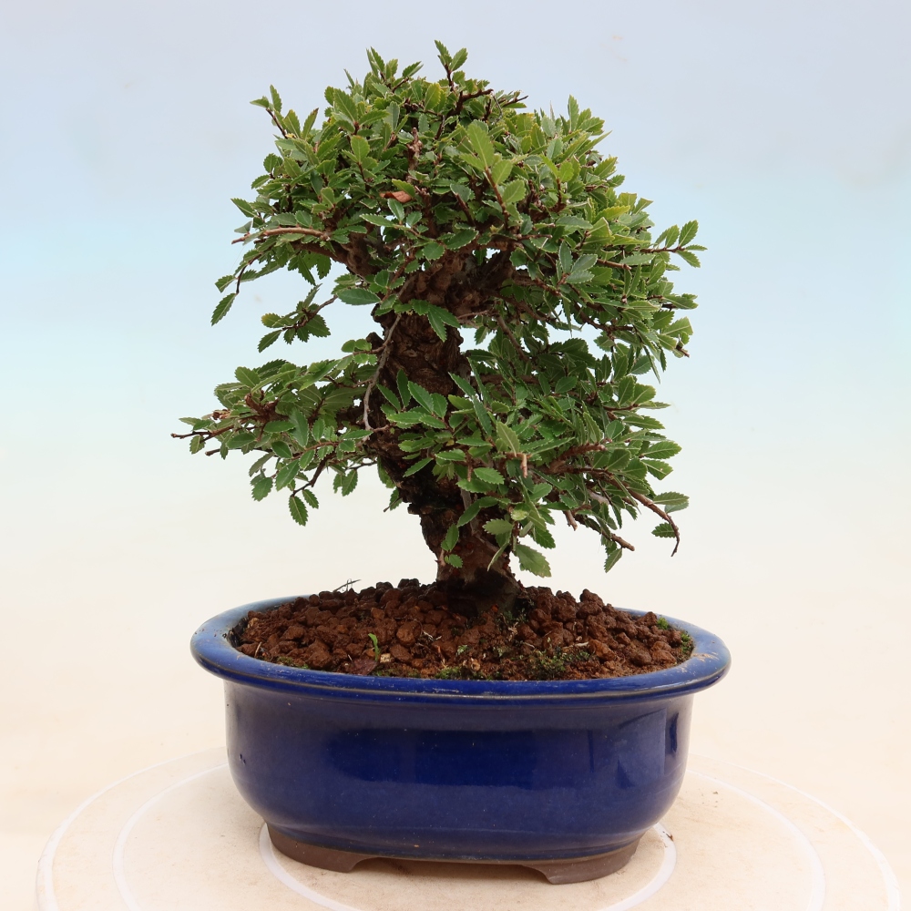 Outdoor bonsai - Zelkova - Zelkova NIRE