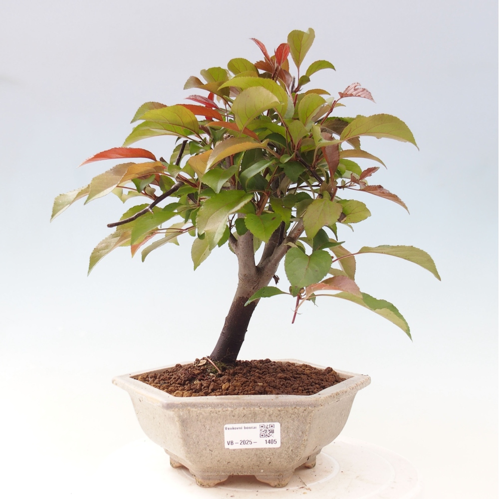 Outdoor bonsai - Malus domestica - Small-fruited red-leaved apple tree