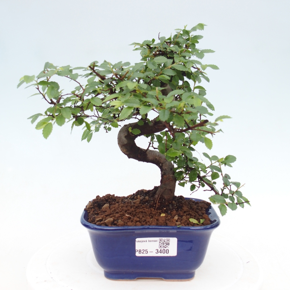 Room bonsai - Ulmus parvifolia - Small-leaved elm