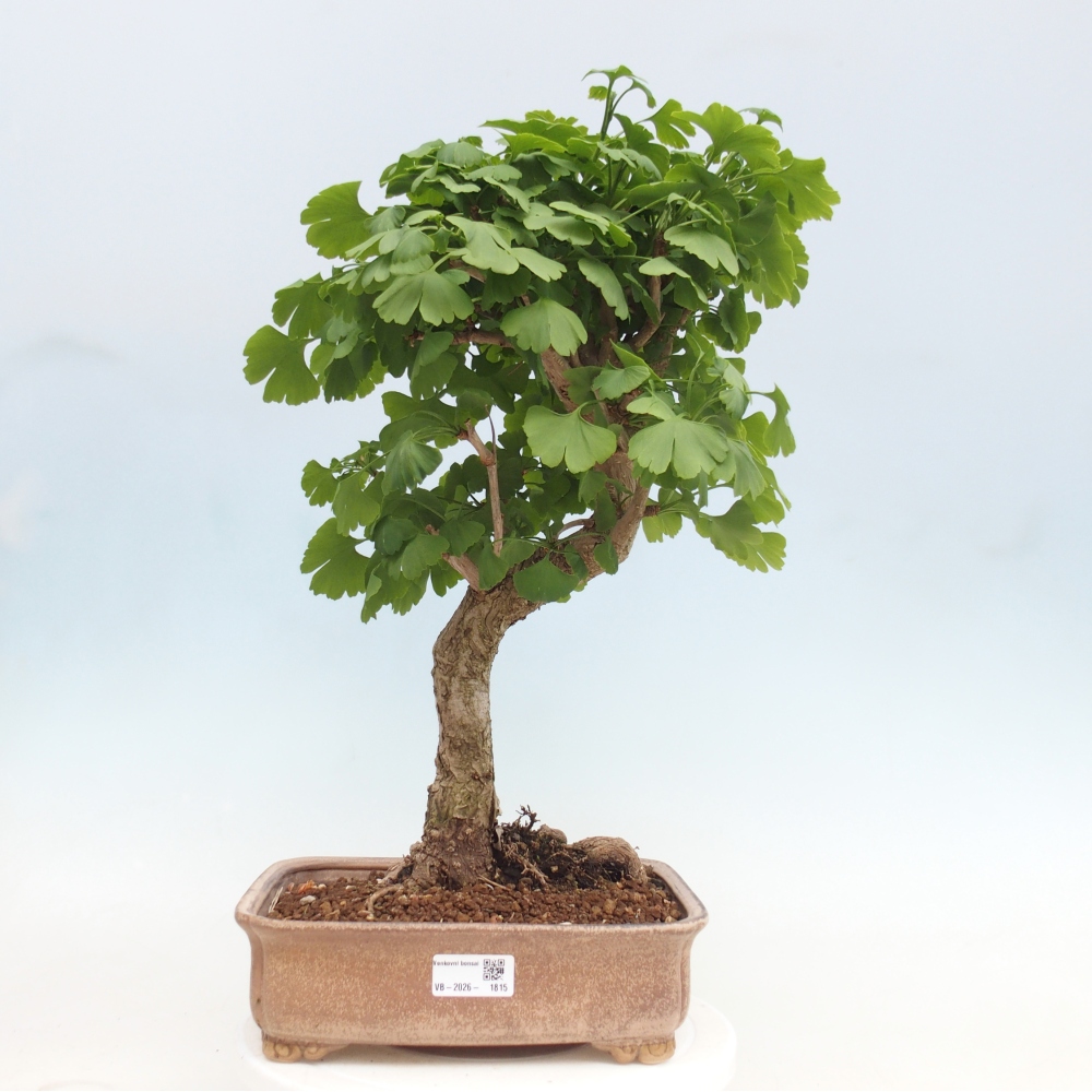 Outdoor bonsai - Ginkgo biloba - Ginkgo biloba