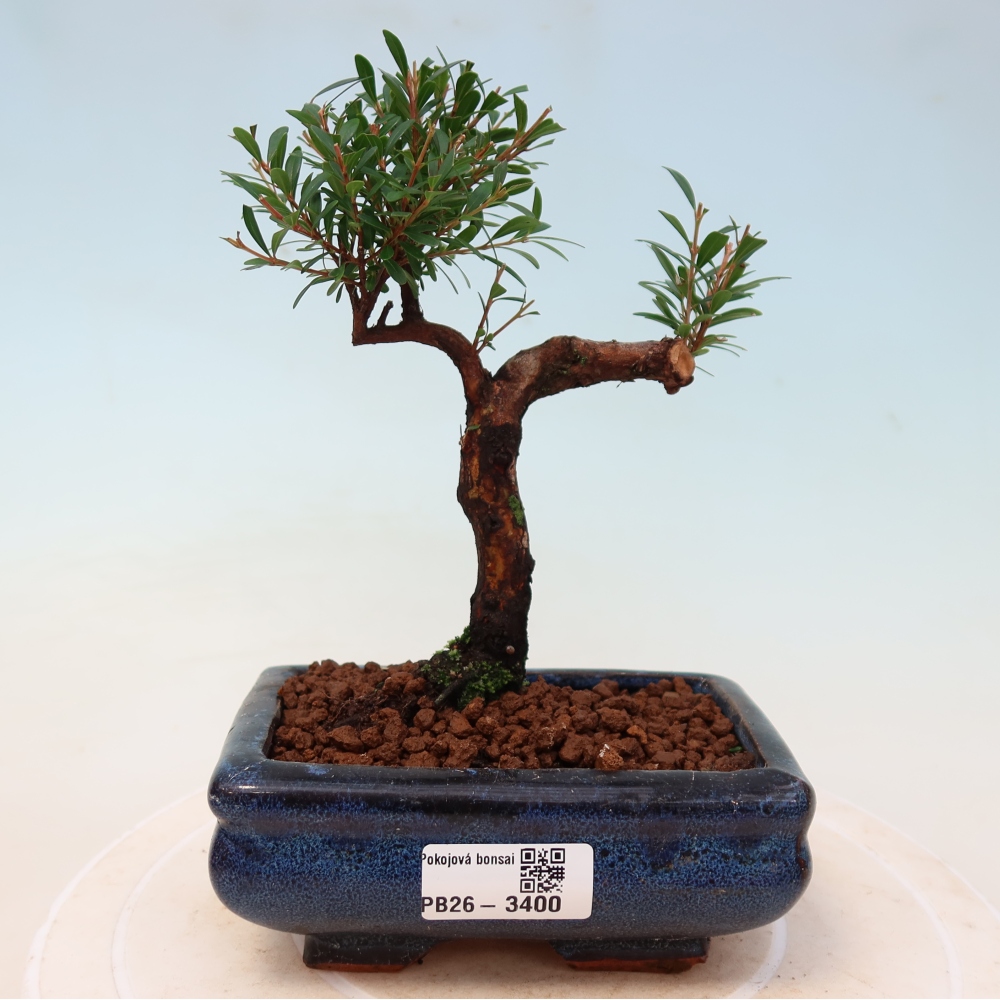 Room bonsai - Syzygium - Pimento