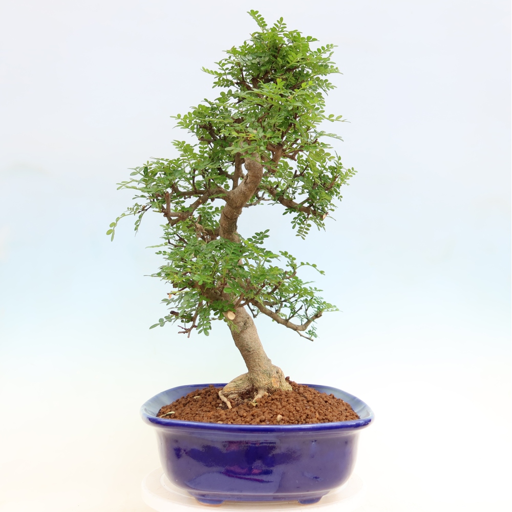 Room bonsai - Zantoxylum piperitum - pepper tree