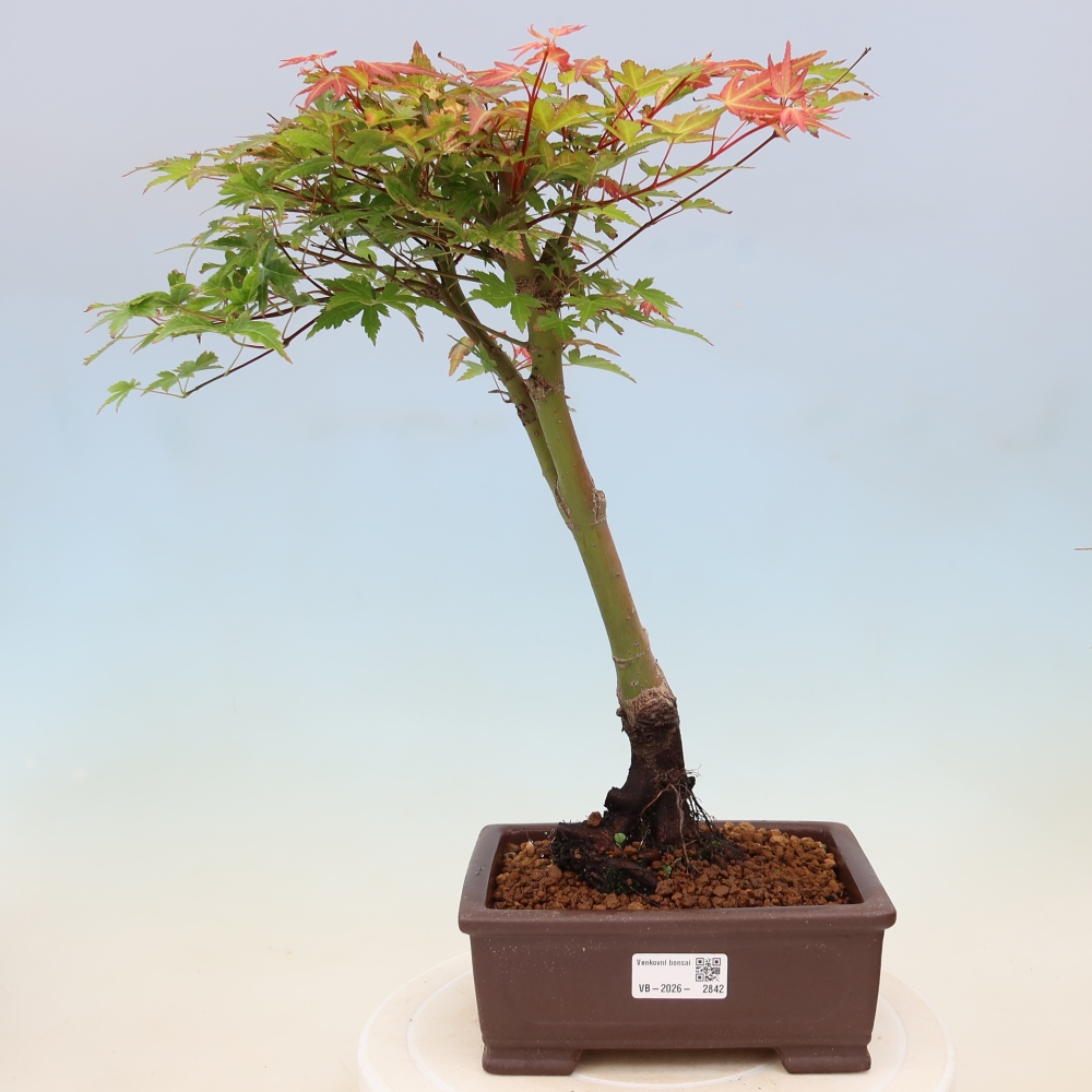 Norway maple - Acer palmatum Beni Tsukasa