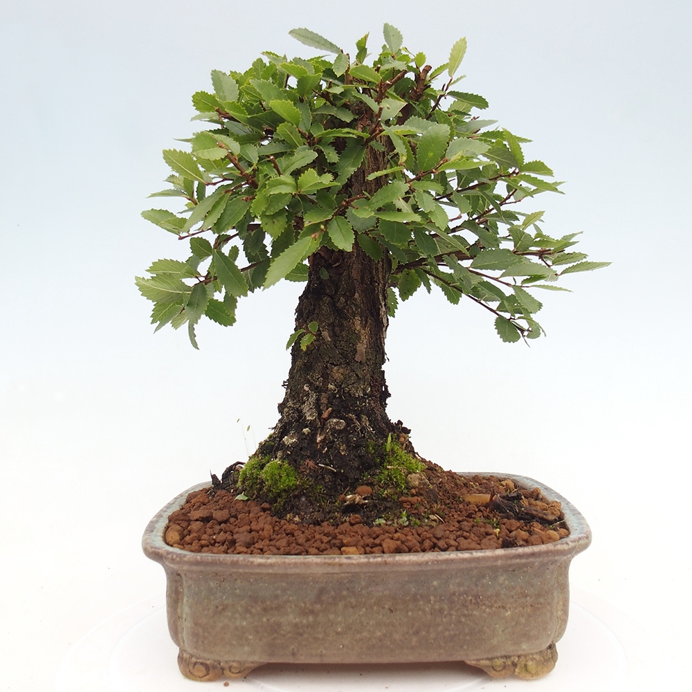 Outdoor bonsai - Zelkova - Zelkova NIRE