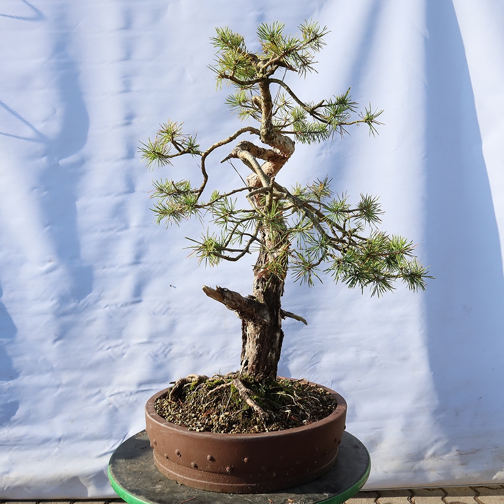 Pinus sylvestris Spain - Scots pine