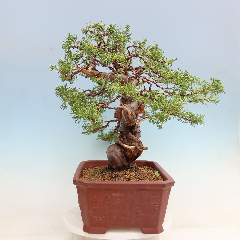 Outdoor Bonsai - Juniperus chinensis Itoigawa - Chinese Juniper