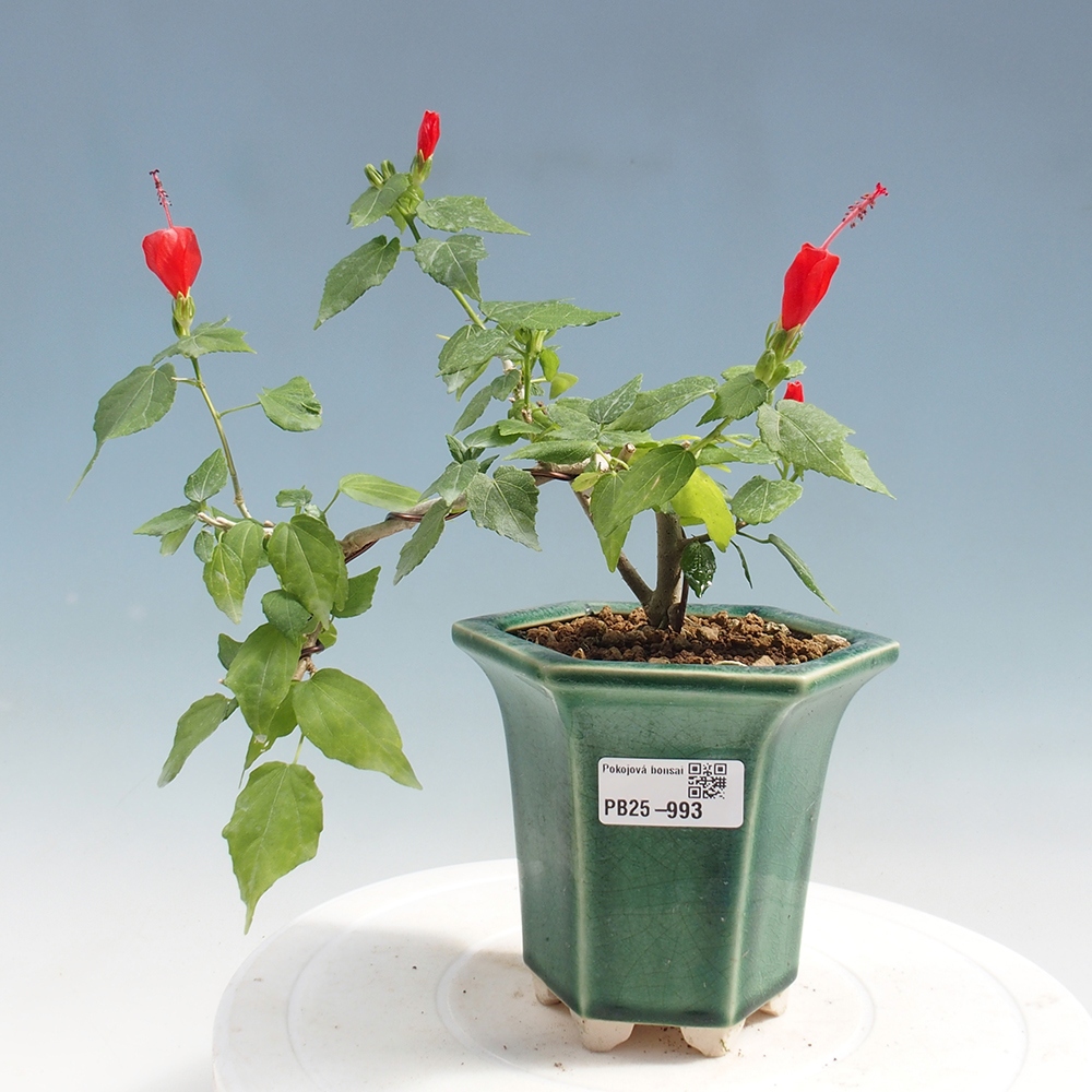 Indoor bonsai - Malvaviscus arboreus - woody hibiscus
