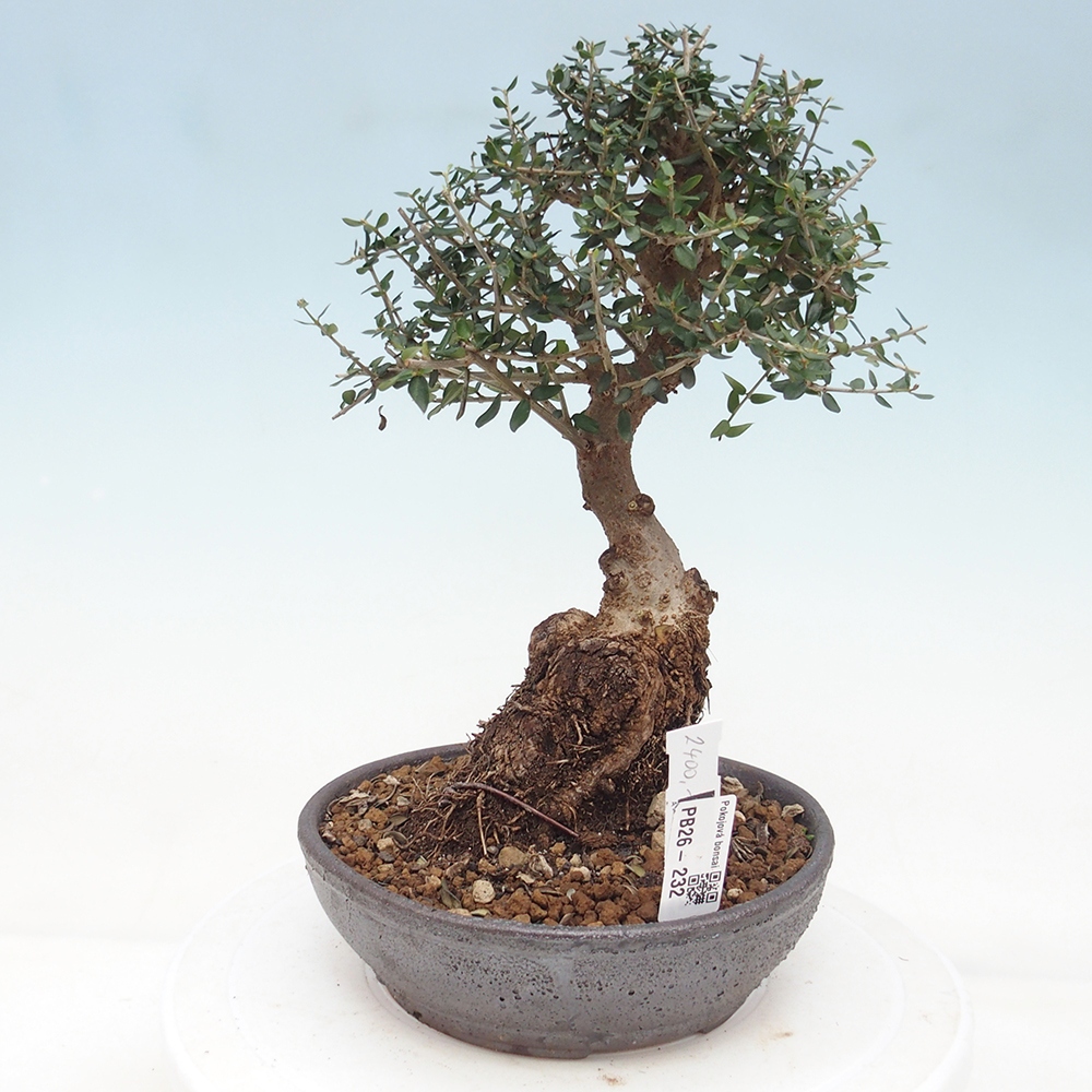 Indoor bonsai - Olea europaea sylvestris