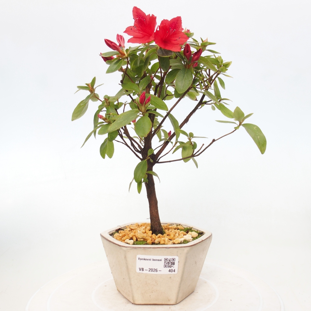 Outdoor bonsai - Japanese azalea - Azalea sp.