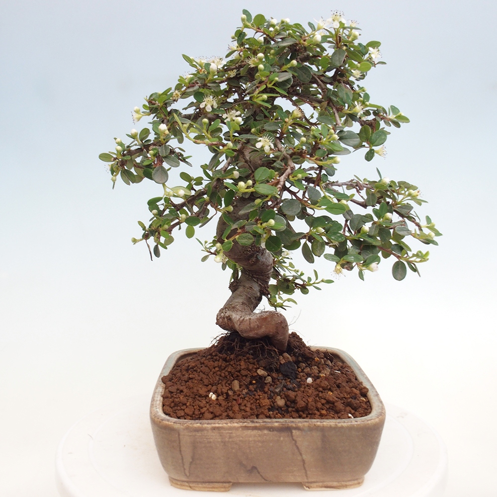 Outdoor bonsai-Cotoneaster dammeri - Rock Damer