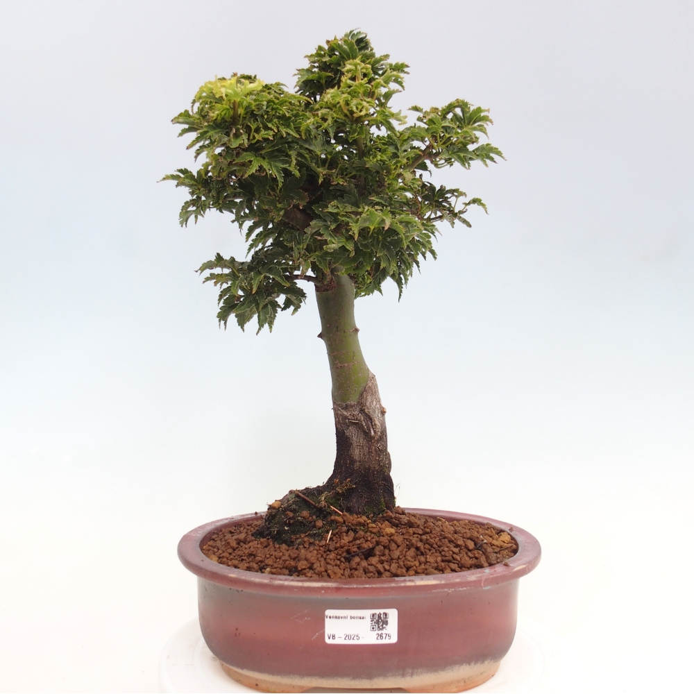 Outdoor bonsai - Acer palmatum Shishigashira maple
