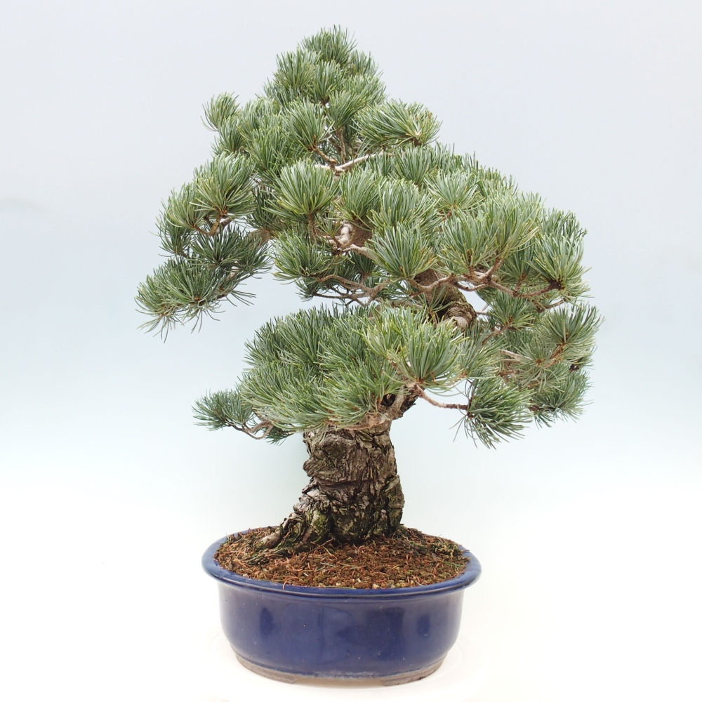 Outdoor bonsai - Pinus parviflora - Small pine tree