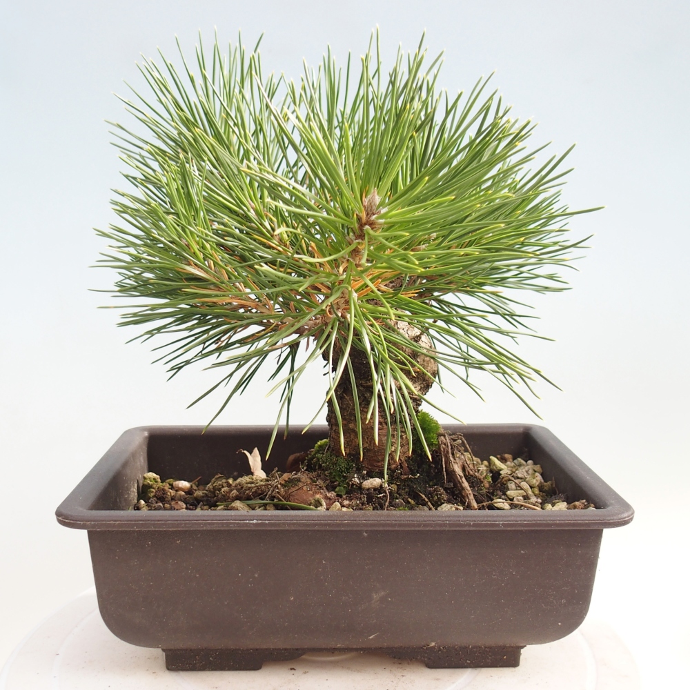 Outdoor bonsai - Pinus thunbergii - Thunberg pine