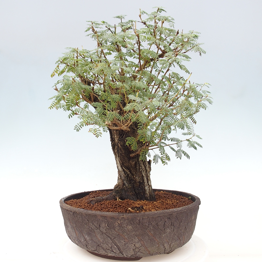 Indoor bonsai - Akacia Arabica