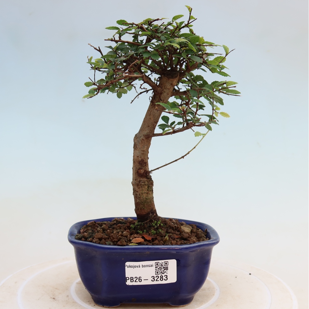 Room bonsai - Ulmus parvifolia - Small-leaved elm