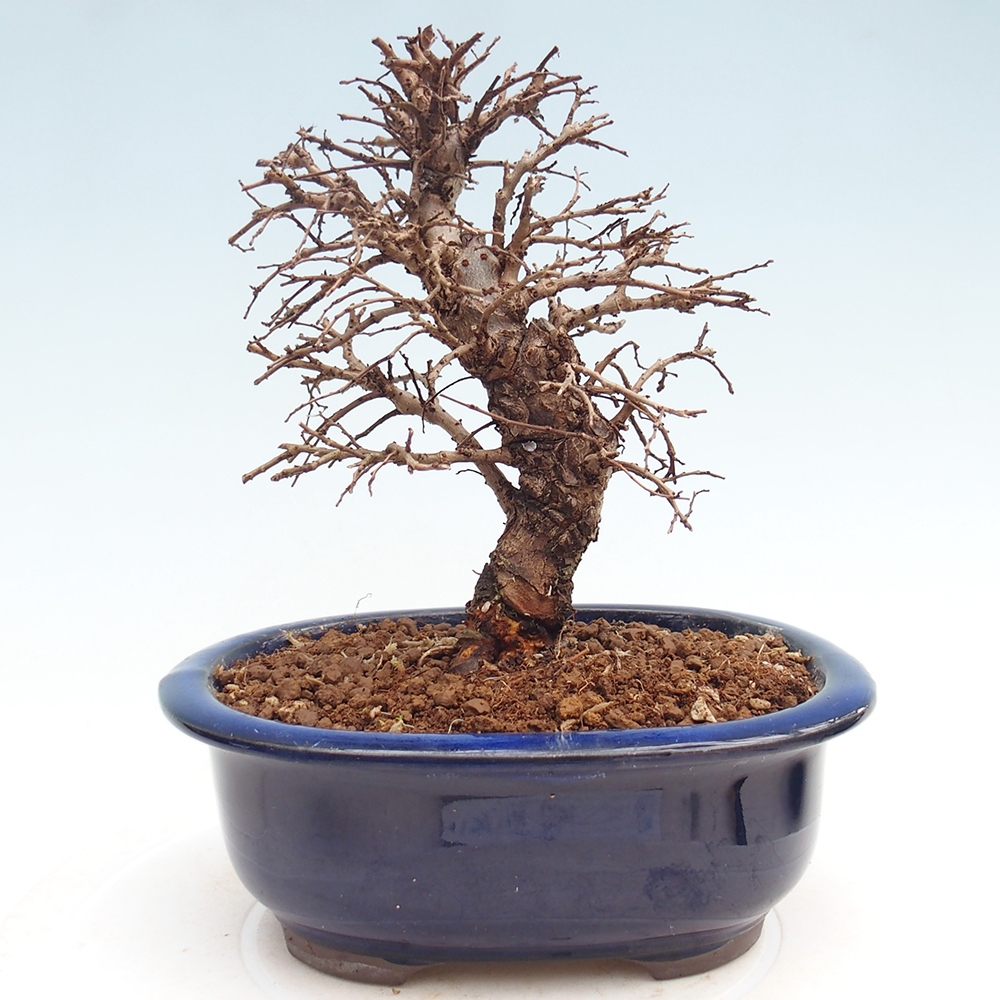 Outdoor bonsai - Zelkova - Zelkova NIRE