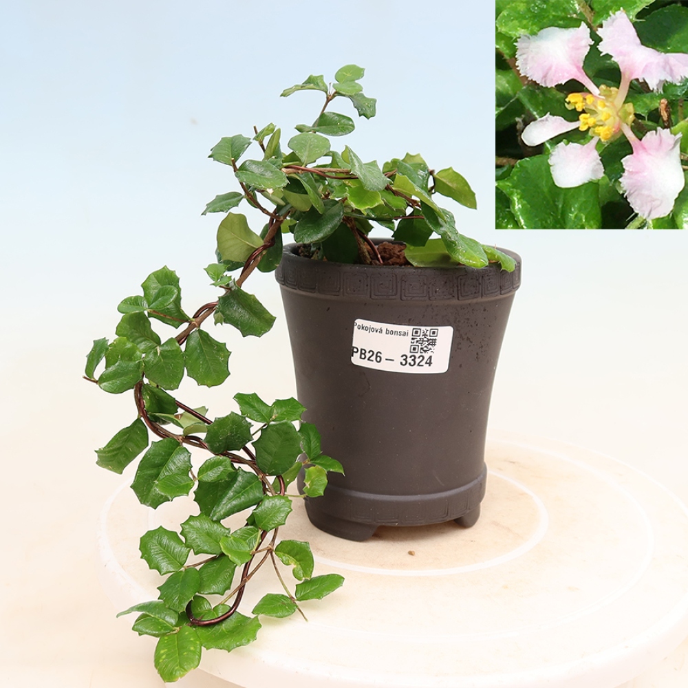 Indoor Bonsai - Barbados Cherry (Malpighia coccigera)
