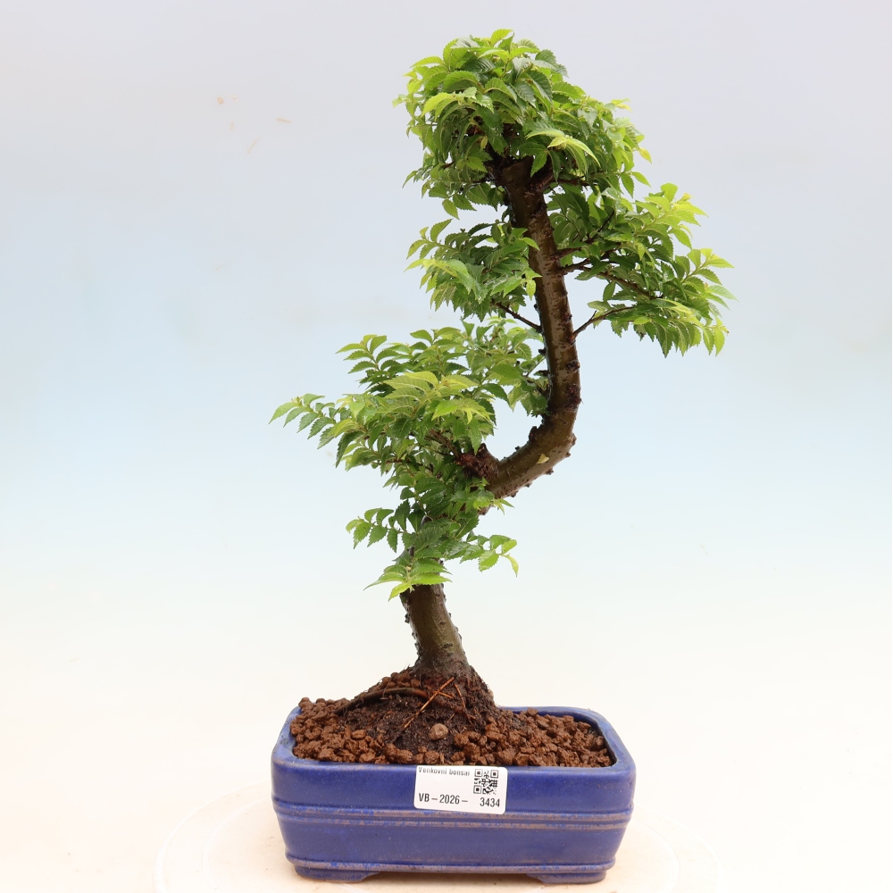 Outdoor Bonsai - Ulmus Jacqueline Hillier - European White Elm