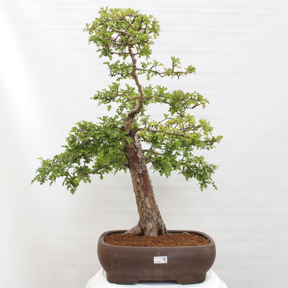 Outdoor bonsai - Hawthorn - Crataegus monogyna