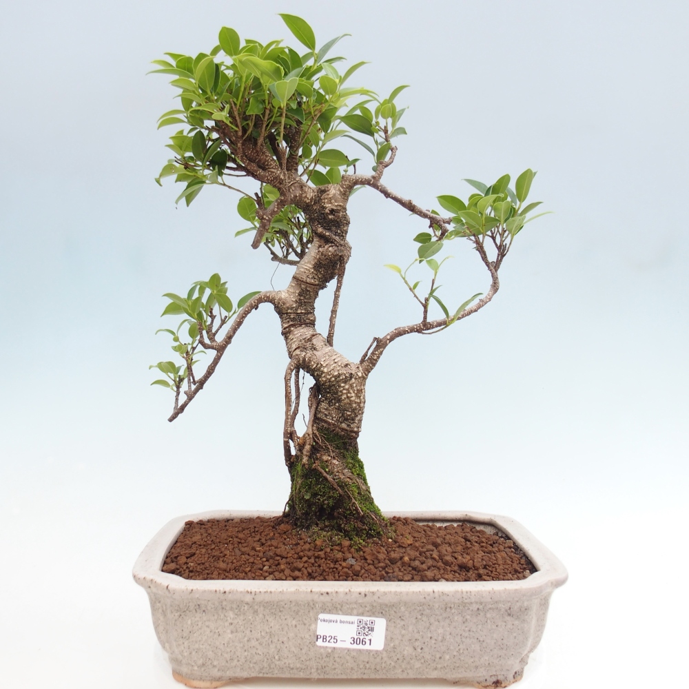 Indoor bonsai - Ficus kimmen - small-leaved ficus