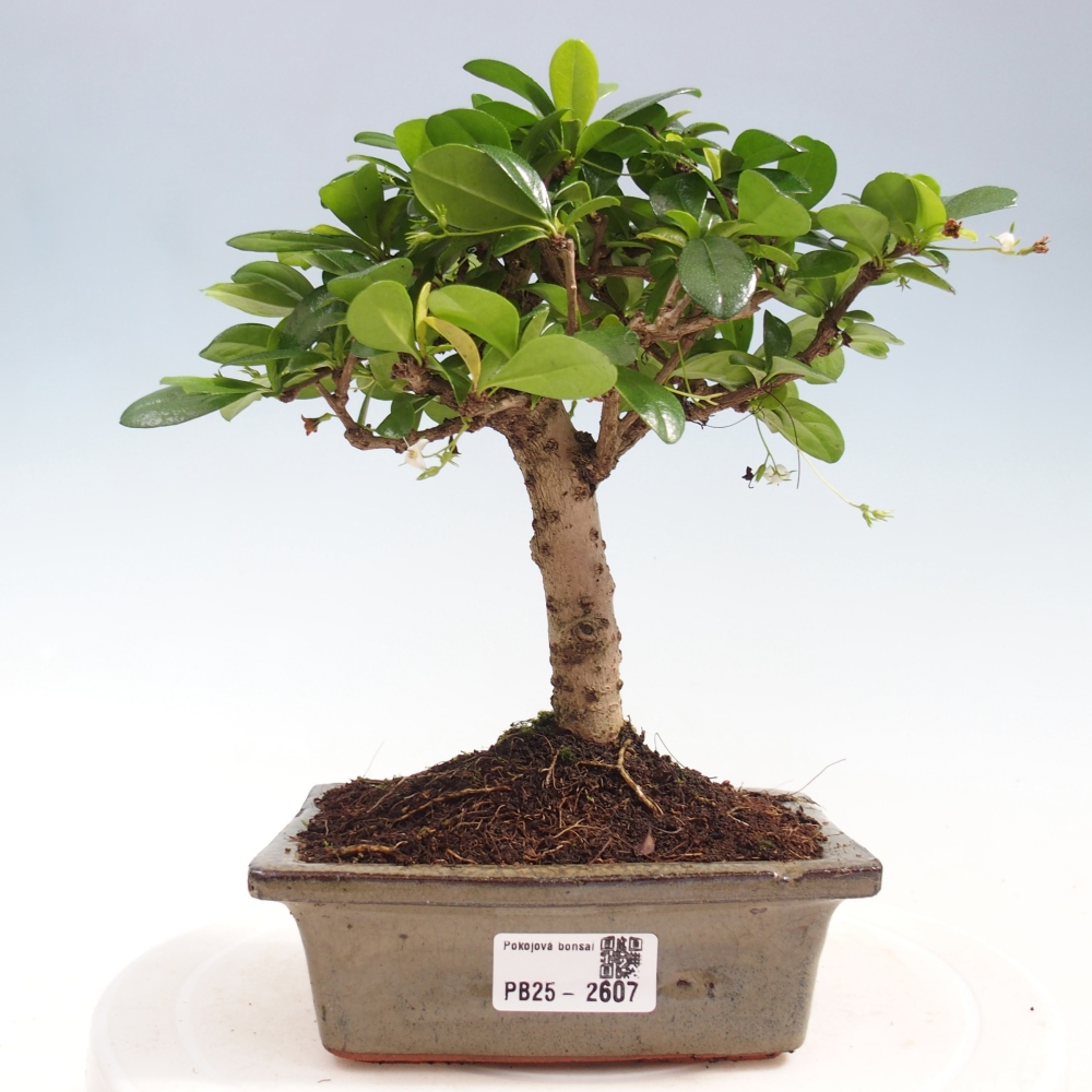 Indoor bonsai - Carmona macrophylla - Fuki tea
