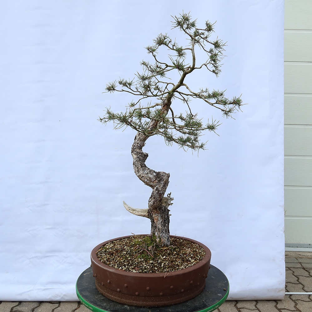 Pinus sylvestris Spain - Scots pine