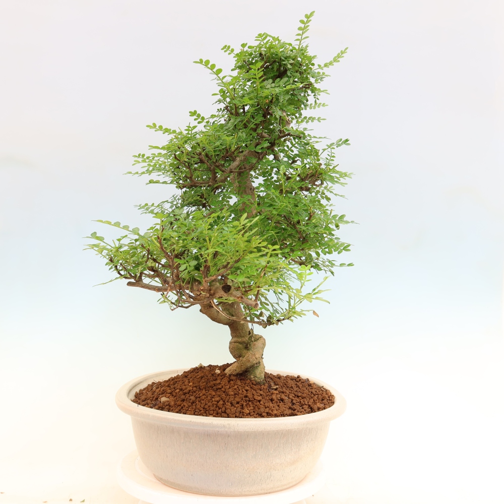 Room bonsai - Zantoxylum piperitum - pepper tree