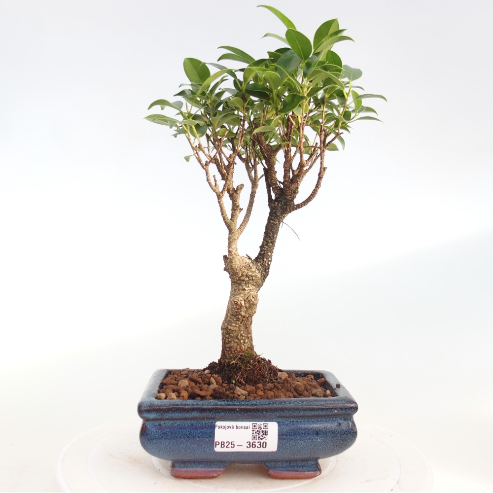 Room bonsai - Ficus retusa - small-leaved ficus