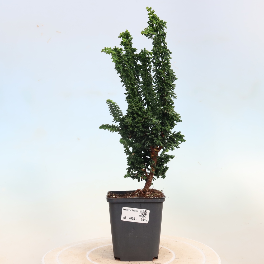 Outdoor bonsai - Cham. obtusa SEKKA HINOKI - Cypress