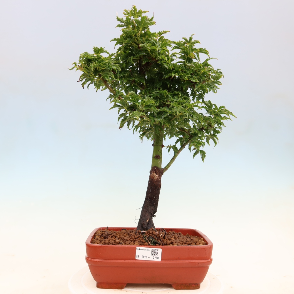 Outdoor bonsai -Javor palm Acer palmatum Shishigashira