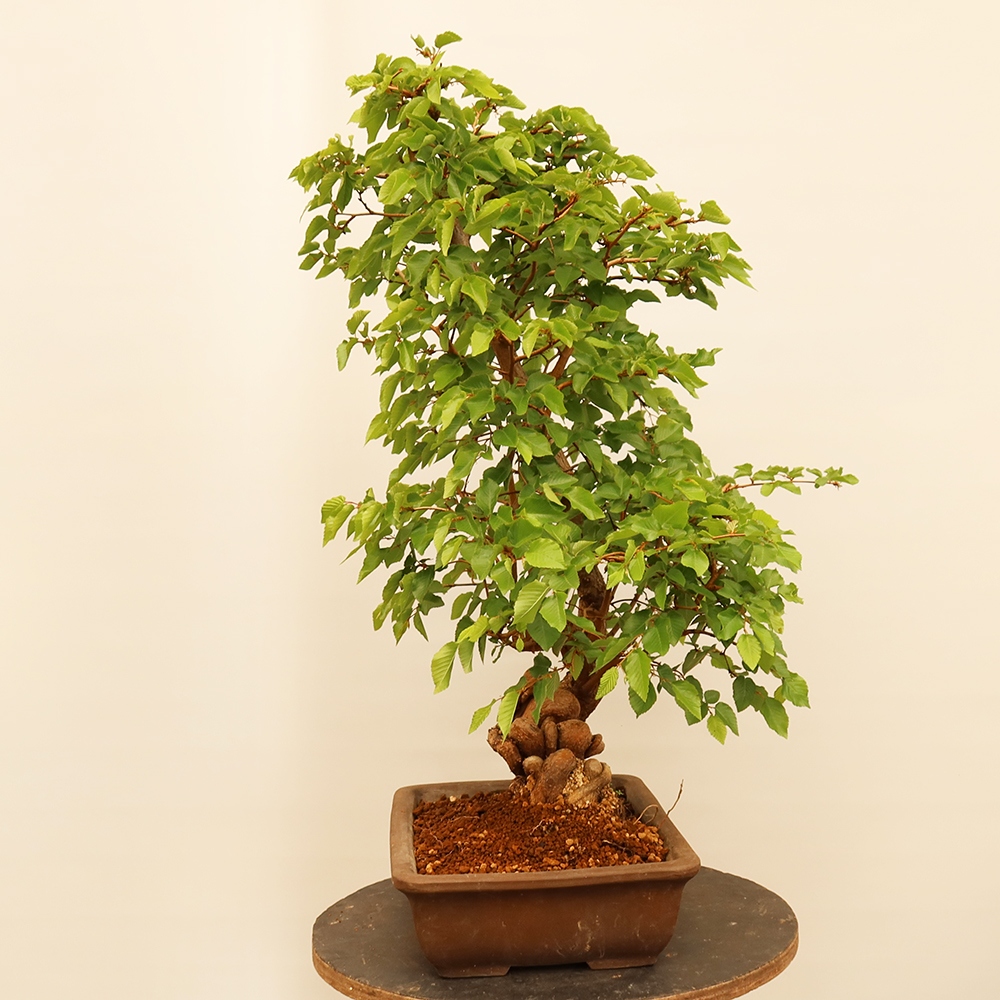 Outdoor bonsai - Carpinus Coreana - Korean hornbeam