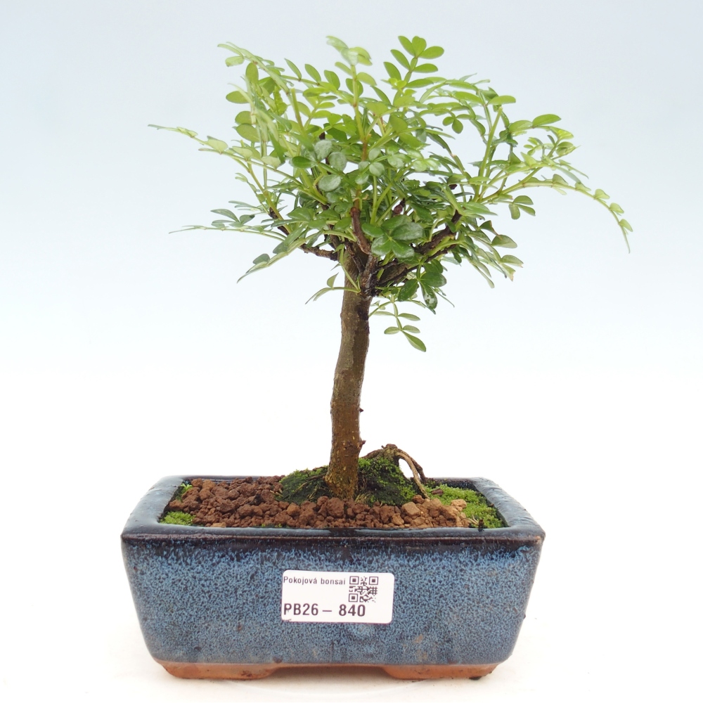 Room bonsai - Zantoxylum piperitum - pepper tree
