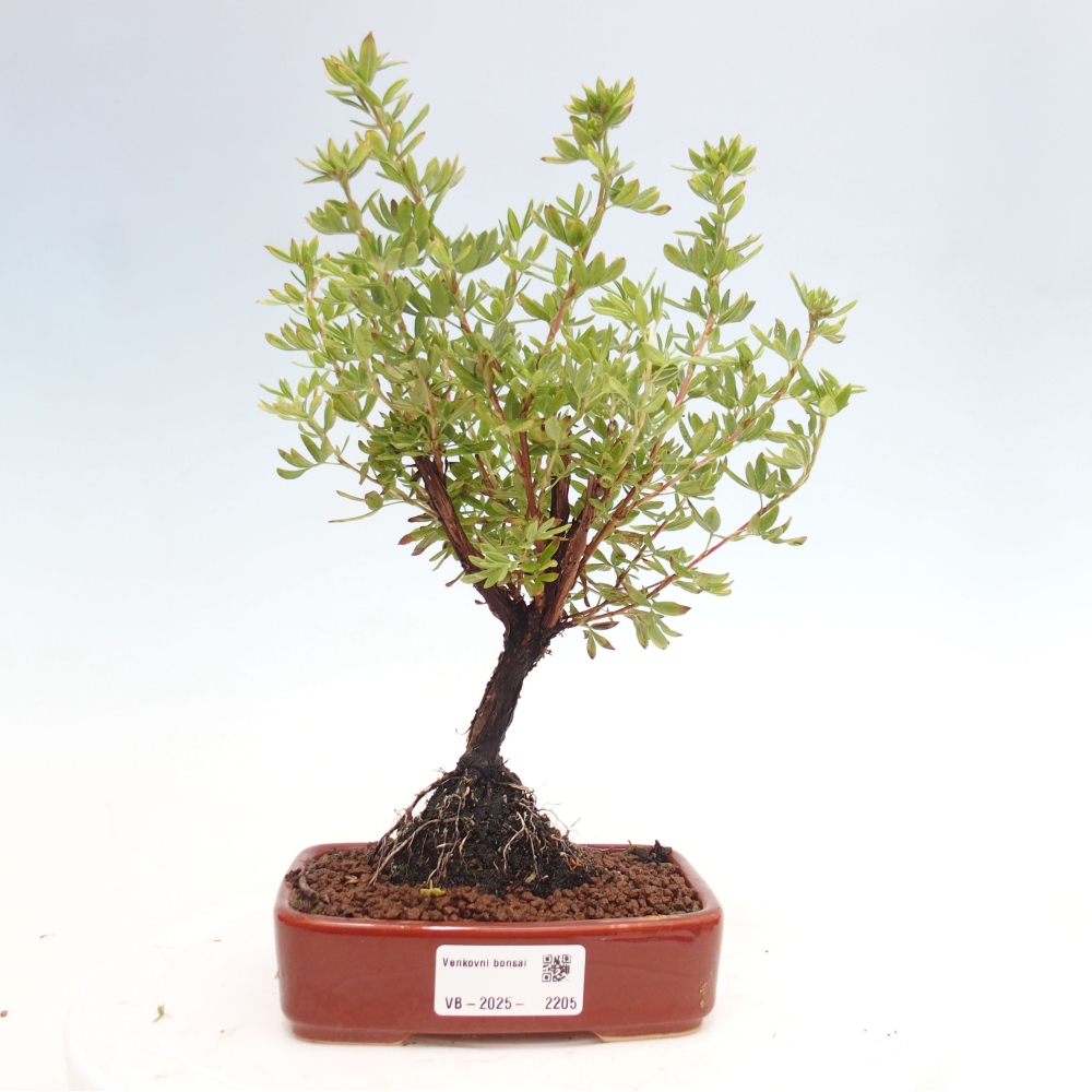Outdoor bonsai-Cinquefoil - Potentila fruticosa yellow Bird