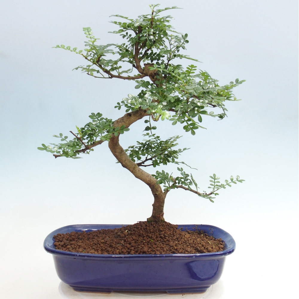 Room bonsai - Zantoxylum piperitum - pepper tree