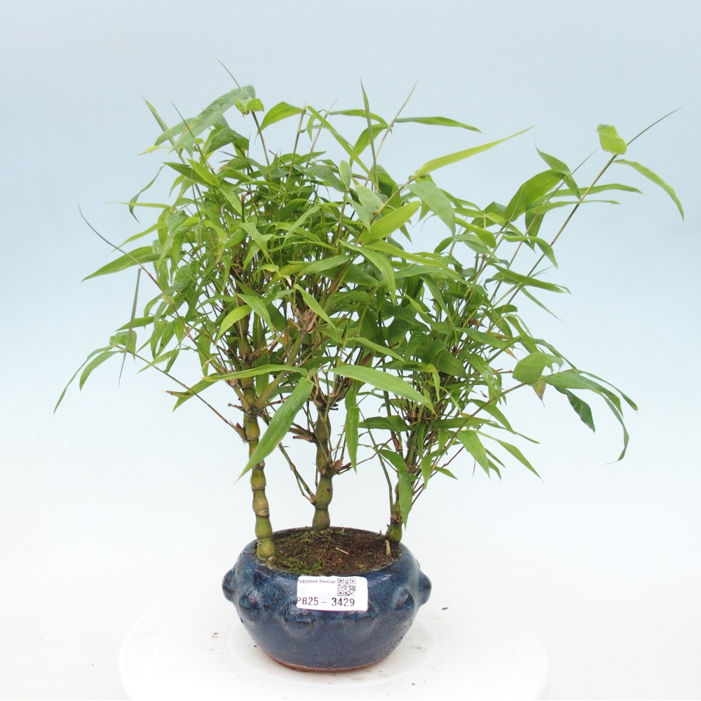 Room bonsai - Bamboo budha-Bamboo budha belly