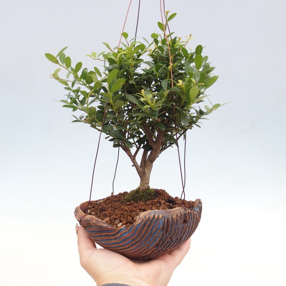 Kokedama in ceramic - Ilex crenata - Holly