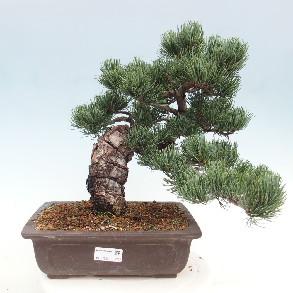 Outdoor bonsai - Pinus parviflora - Small pine tree