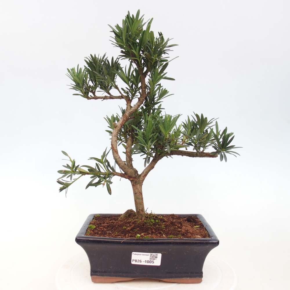 Room bonsai - Podocarpus - Stone Yew