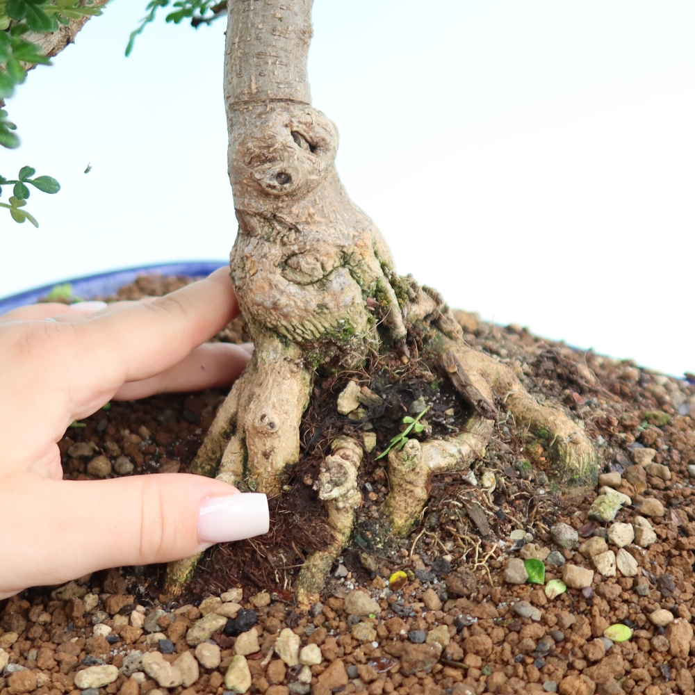 Room bonsai - Zantoxylum piperitum - pepper tree