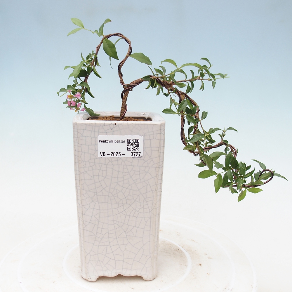 Room bonsai - cherry Malpighia coccigera- Barbdorská
