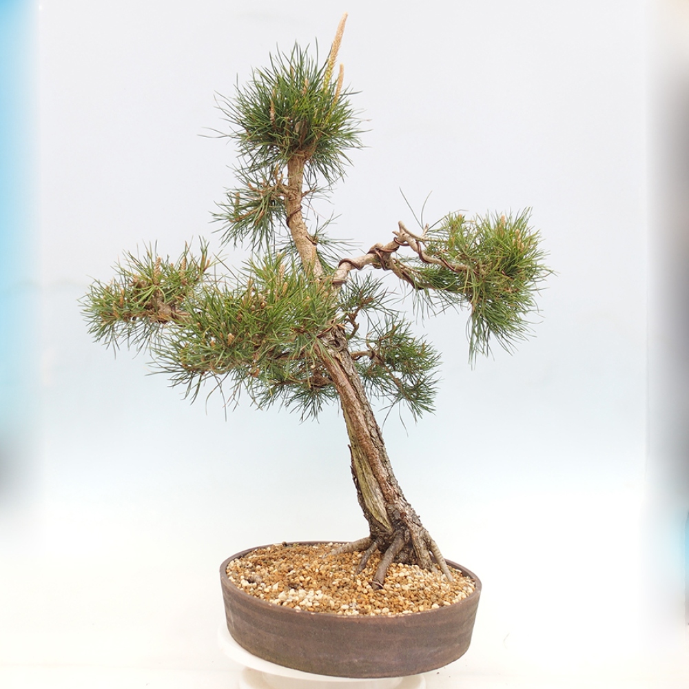 Outdoor bonsai - Pinus thunbergii - Thunberg pine