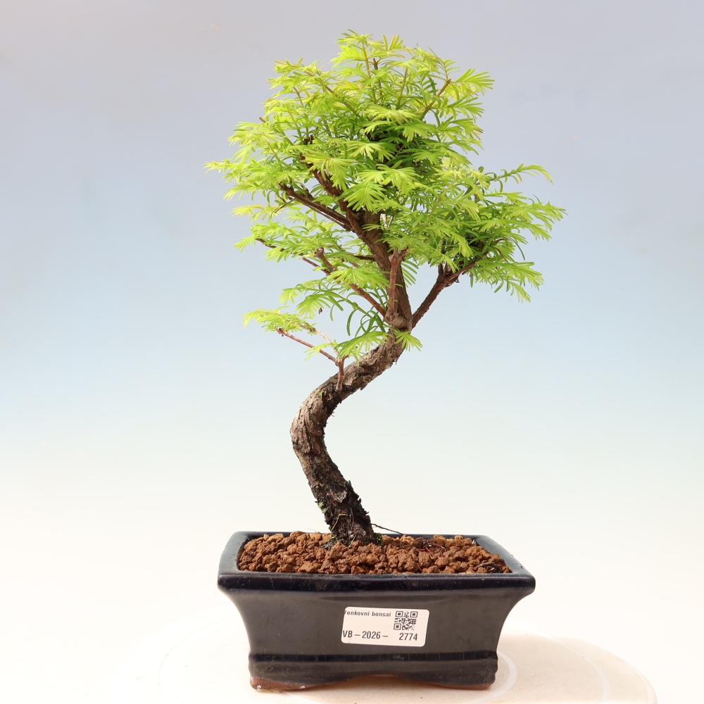 Outdoor bonsai - Metasequoia glyptostroboides - Chinese Metasequoia