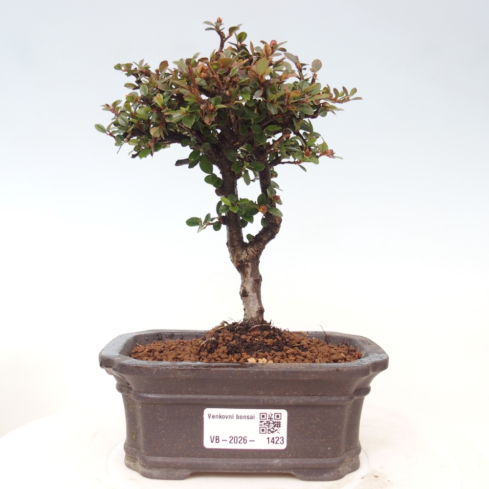 Outdoor bonsai - Cotoneaster horizontalis - Rocky Mountain